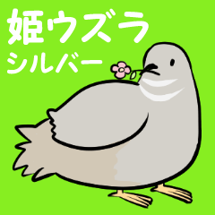 敬語のヒメウズラ・シルバー・かわいい小鳥