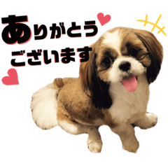 シーズーのだいちゃん★ちょこちゃん