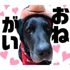 とんちゃん！！