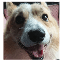 Best Corgi 2nd[Mugi]