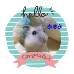 ハムスター　ミルクtoくるみ