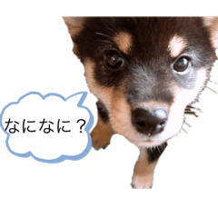 Kotetsu the black shiba baby ver