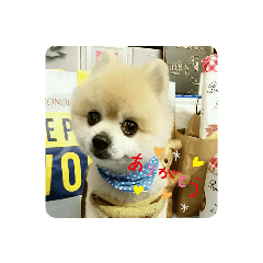 かわいいポメラニアンのメルシー2