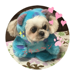 ももちゃんマロンちゃん愛の伝言板