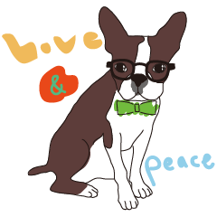 Friendly Boston Terrier