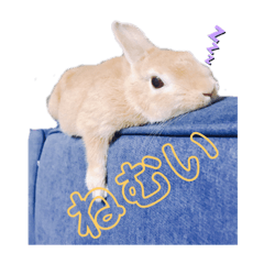 うさぎ　と　きもち