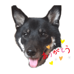 柴犬チョコのスタンプ