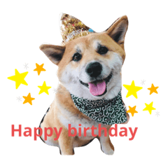 柴犬なーちゃん