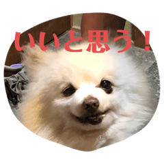 ごまたんの日常②