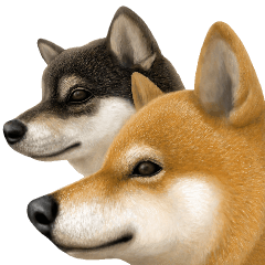 さすが！柴犬（気が利く言葉編）