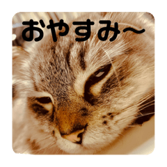 使いやすいねこ達のスタンプ1
