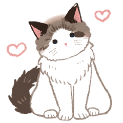 ラグドールのあおこ