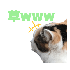 第七回野良猫観察日記