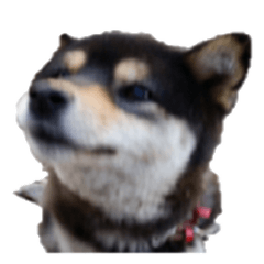 黒柴ココのスタンプ