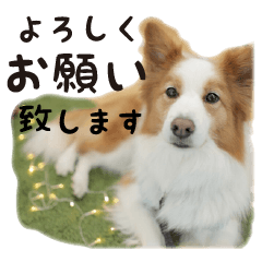 かわいい・わんこ⑰ボーダーコリーのニコ