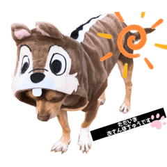 我が家の愛犬の生活写真