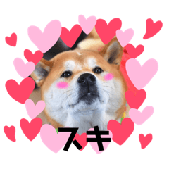 シバわんダフル(気持ち編)