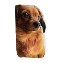 ウチのティコロちゃん