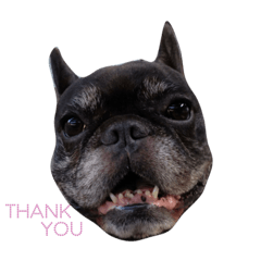 うちのフレンチちゃん