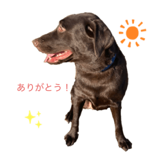 日常使い ベル スタンプ