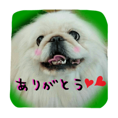 ペキニーズ 殿くん&コナちゃん  飼い主付き