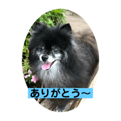 癒しのぱるすたんぷ