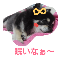 可愛いチワワちゃん6