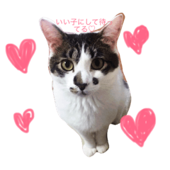 我が家のワガママ甘ったれトト君。