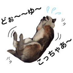 うちのかわいいわんこ