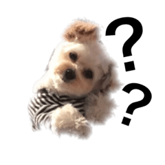 マイわんこ！定番第2弾