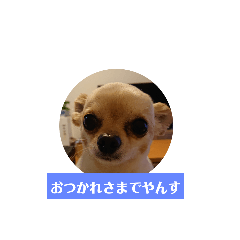 チワワの顔面だけのスタンプ
