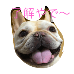 フレンチブルドッグとんこつです。