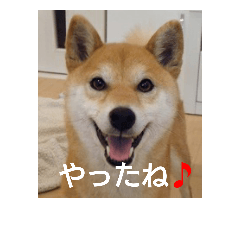 柴犬こまち その1
