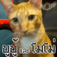 Momo & BooBoo, cat of the world Vol.1