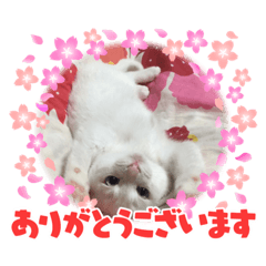 白みぃちゃんのスタンプ
