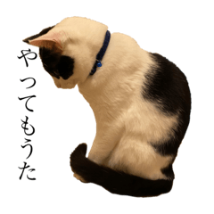 ハチワレニャンニャン③