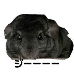 小さいおっさん(チンチラのピノ氏)