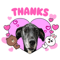 タケとブラウン達