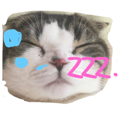 スコのまさおくん