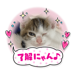 可愛いねこちゃんとわんこ
