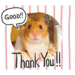 ハムハムハムスターのたまお君（日常編）