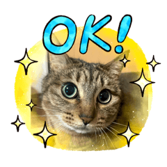 にゃんにゃんニャン