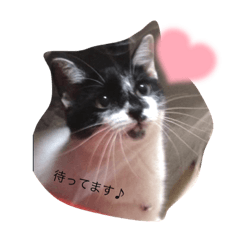 ハクヒナ♪lifeスタンプ