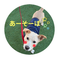 愛犬タオの日常