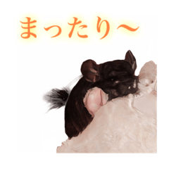 チンチラのウタちゃんスタンプ