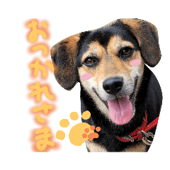 マロンとコハク