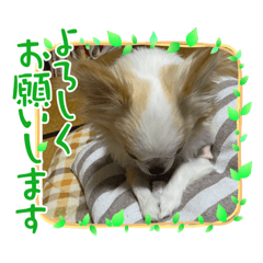 メープルだす。