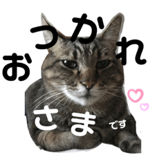 ことらおじさんは今日も気まぐれ