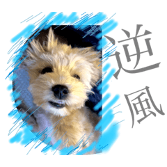 たんこたんこ♪