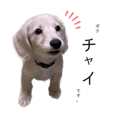 チャイくんのスタンプ(日常編)